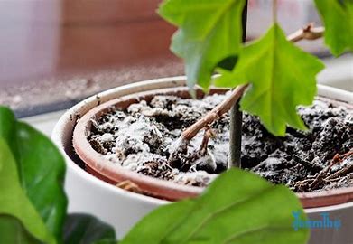 cham soc cay canh vao mua mua