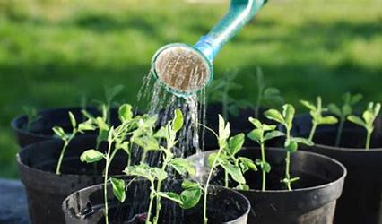 cham soc cay canh vao mua mua