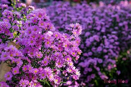 trong ngay hoa thach thao tai nha