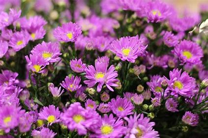 trong ngay hoa thach tao tai nha